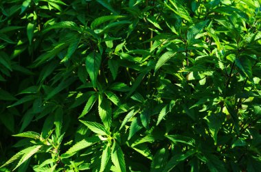 Agastache foeniculum - Darphane ailesinin daimi aromatik bitkisi.