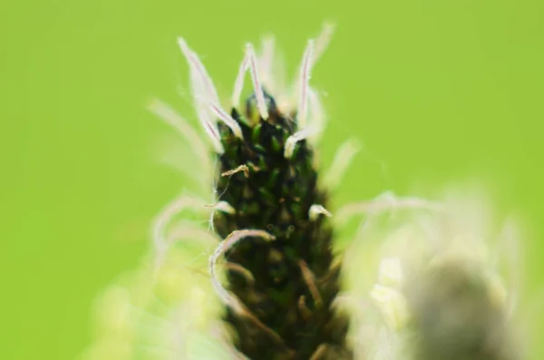 Flor de uma planta chamada mídia Plantago em verde gramado de volta — Fotografia de Stock