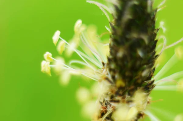 Blüte einer Pflanze namens Plantago media in grünem Gras — Stockfoto