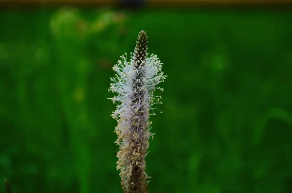 Flor de uma planta chamada mídia Plantago em verde gramado de volta — Fotografia de Stock