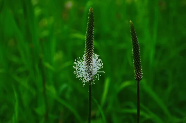 Blüte einer Pflanze namens Plantago media in grünem Gras — Stockfoto