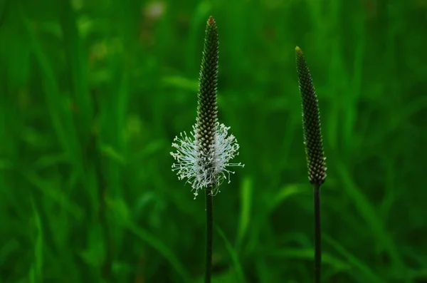 Цветок растения под названием Plantago СМИ в зеленой траве назад — стоковое фото