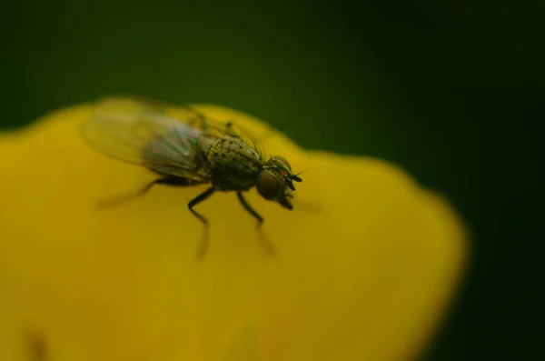 Flor Voar Sentado Flor Amarela Fechar — Fotografia de Stock