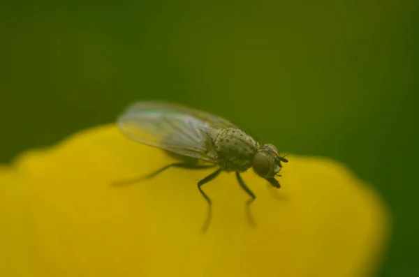 Квіткова муха сидить на жовтій квітці — стокове фото