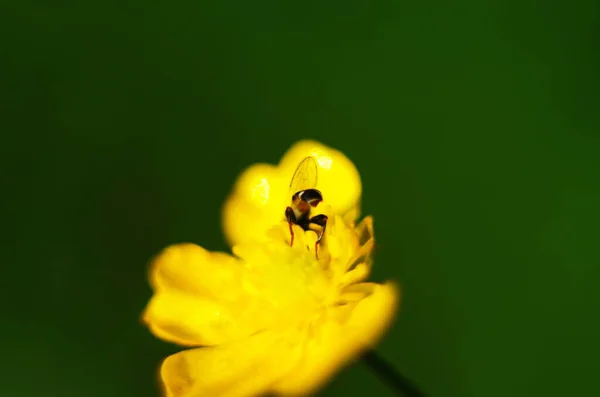 Цветочная муха сидит на желтом цветке — стоковое фото