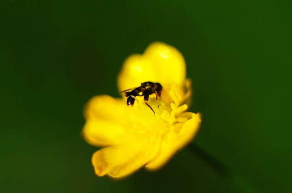 노란 꽃 위에 앉아 있는 파리 — 스톡 사진
