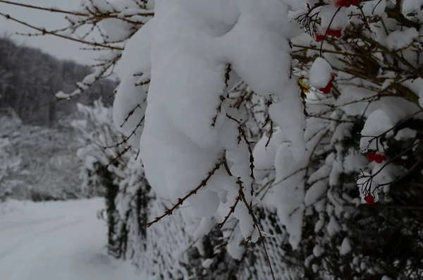 冬天冻荚雪下。荚在雪地里。第一场雪. — 图库照片