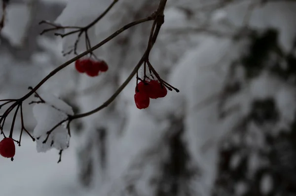 冬天冻荚雪下。荚在雪地里。第一场雪. — 图库照片