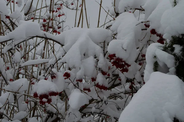 冬天冻荚雪下。荚在雪地里。第一场雪. — 图库照片