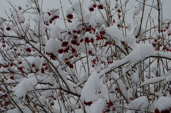 Winter bevroren Viburnum onder de sneeuw. Viburnum In de sneeuw. Eerste sneeuw. — Stockfoto