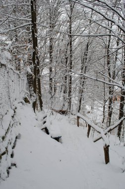 Kış ormanlarında kar altında ağaç dalları. Kış kar sahnesi. Kar dalları kapladı. Kış karı