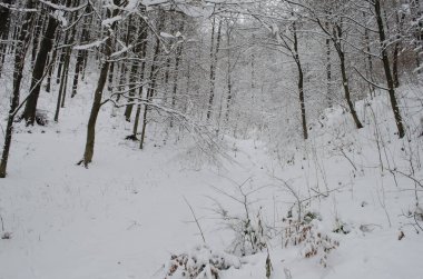 Kış ormanlarında kar altında ağaç dalları. Kış kar sahnesi. Kar dalları kapladı. Kış karı