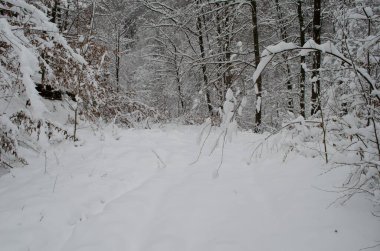 Kış ormanlarında kar altında ağaç dalları. Kış kar sahnesi. Kar dalları kapladı. Kış karı
