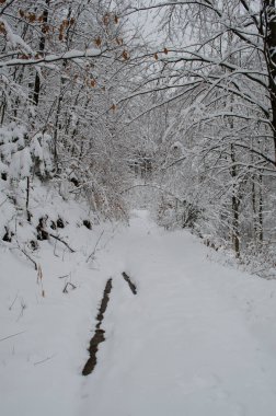 Kış ormanlarında kar altında ağaç dalları. Kış kar sahnesi. Kar dalları kapladı. Kış karı