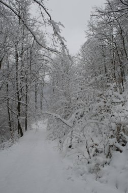 Kış ormanlarında kar altında ağaç dalları. Kış kar sahnesi. Kar dalları kapladı. Kış karı