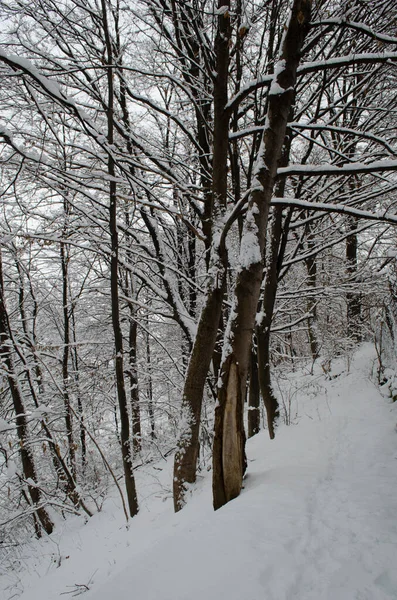 Ramos Árvores Neve Floresta Inverno Cena Neve Inverno Ramos Cobertos — Fotografia de Stock