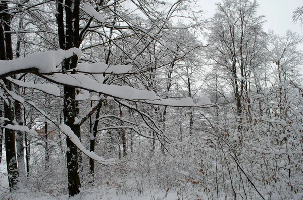 Ramos Árvores Neve Floresta Inverno Cena Neve Inverno Ramos Cobertos — Fotografia de Stock