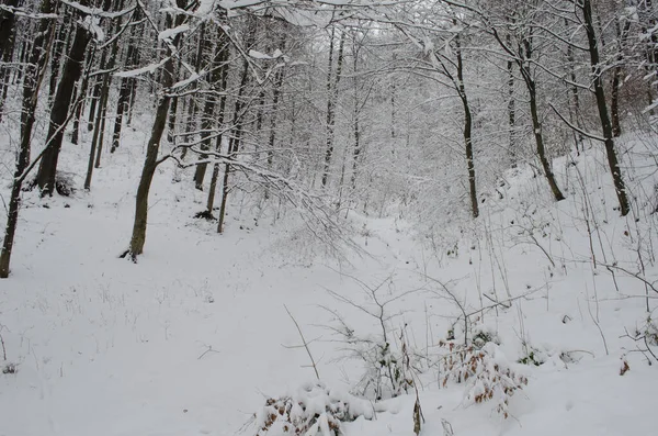 Baumzweige Schnee Winterwald Schneeszene Winter Schneebedeckte Äste Winterschnee — Stockfoto