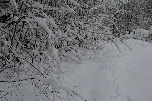 Ramos Árvores Neve Floresta Inverno Cena Neve Inverno Ramos Cobertos — Fotografia de Stock