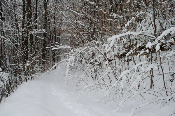 Baumzweige Schnee Winterwald Schneeszene Winter Schneebedeckte Äste Winterschnee — Stockfoto