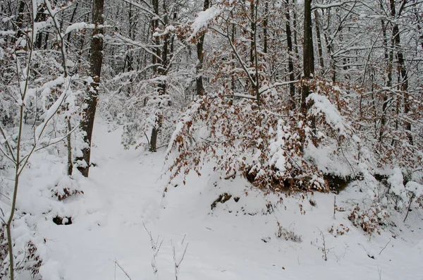Baumzweige Schnee Winterwald Schneeszene Winter Schneebedeckte Äste Winterschnee — Stockfoto