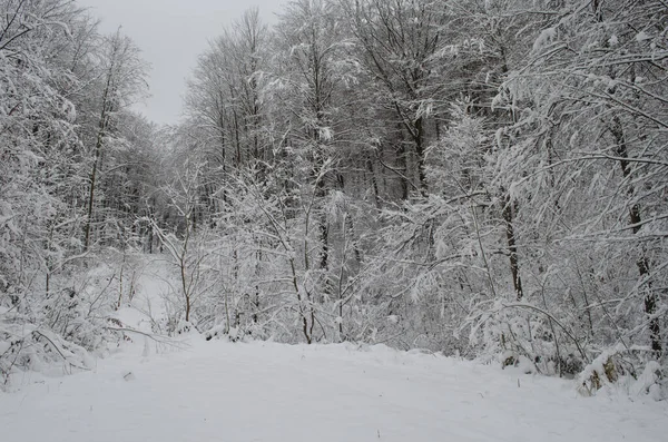 Ramos Árvores Neve Floresta Inverno Cena Neve Inverno Ramos Cobertos — Fotografia de Stock