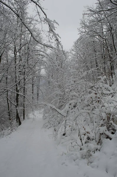 Ramos Árvores Neve Floresta Inverno Cena Neve Inverno Ramos Cobertos — Fotografia de Stock