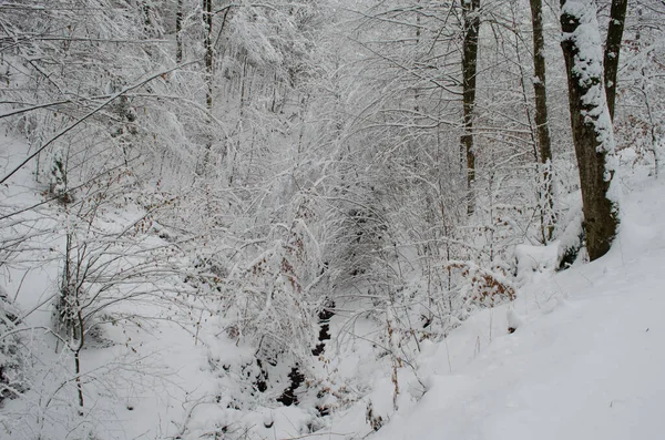 Ramas Árboles Nieve Bosque Invierno Escena Invierno Ramas Cubiertas Nieve —  Fotos de Stock