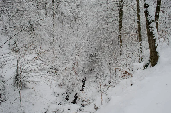 Ramos Árvores Neve Floresta Inverno Cena Neve Inverno Ramos Cobertos — Fotografia de Stock