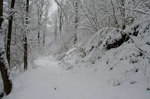 Ramos Árvores Neve Floresta Inverno Cena Neve Inverno Ramos Cobertos — Fotografia de Stock