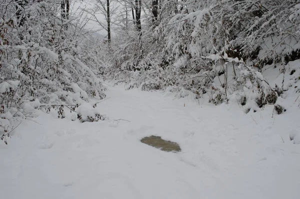 Ramos Árvores Neve Floresta Inverno Cena Neve Inverno Ramos Cobertos — Fotografia de Stock