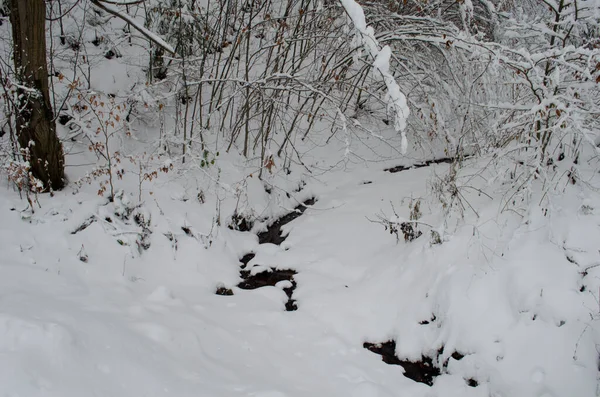 Gałęzie Drzew Śniegu Zimowym Lesie Zimowa Scena Śniegu Ośnieżone Gałęzie — Zdjęcie stockowe