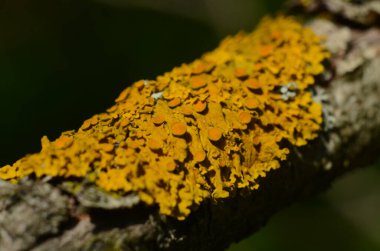Kırsaldaki bir ağacın gövdesinde yetişen sarı, gri ve yeşil liken ve yosun..