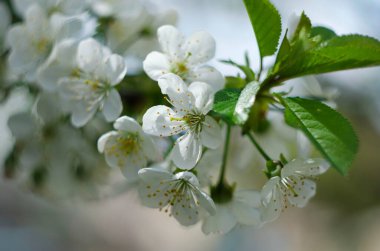İlkbaharda güzel kiraz çiçekleri açıyor.