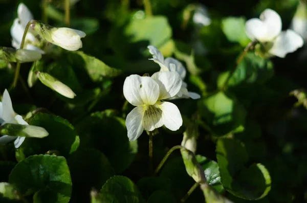 Weißes Hornviolett Lateinischer Name Viola Cornuta — Stockfoto