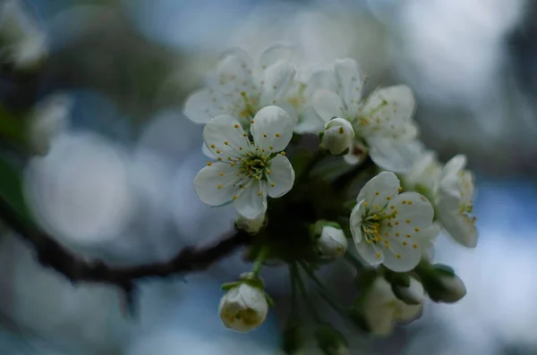 Beautiful Cherry Blossoms Blooming Spring — Stock Photo, Image