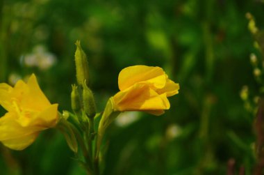 Kapatın Sarı Oenothera çiçekleri Bahçede akşam çiçekleri.
