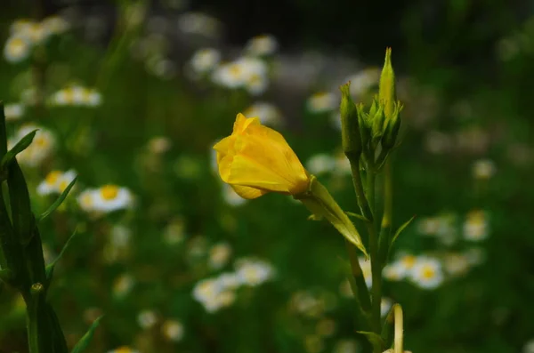 Close Žlutá Oenothera Květiny Večer Primrose Zahradě — Stock fotografie