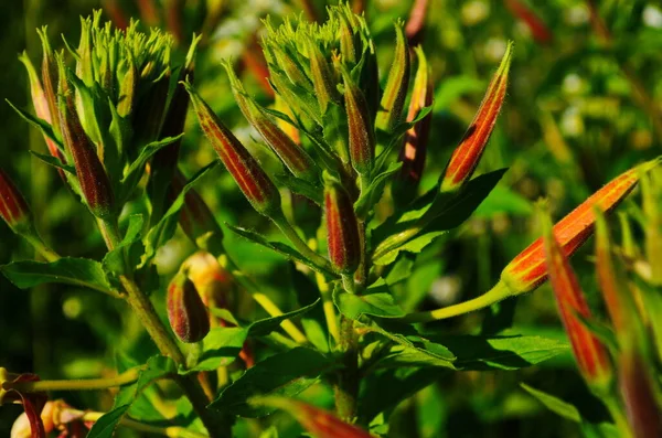Primeros Planos Flores Oenothera Amarilla Noche Onagra Jardín — Foto de Stock