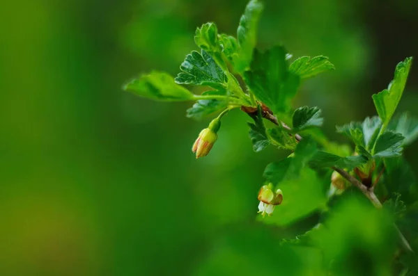 Квітуча Аґрус Влітку Красиві Незвичайні Квіти Аґрусних Кущів Саду Саду — стокове фото