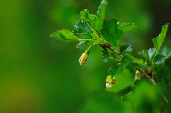 Blooming Gooseberries Summer Beautiful Unusual Flowers Gooseberry Bushes Garden Orchard — Fotografia de Stock