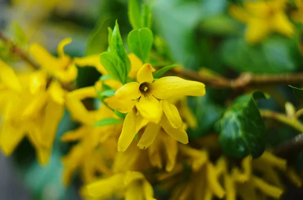 Forsythia Florescendo Forsythia Arbusto Flor Amarela Ramo Forsythia Beleza Natureza — Fotografia de Stock