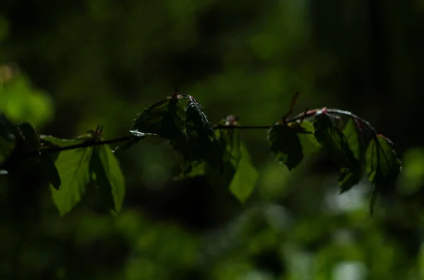 Jonge Beukenbladeren Als Achtergrond Het Bos — Stockfoto