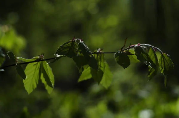 Folhas Faia Jovens Como Fundo Floresta — Fotografia de Stock