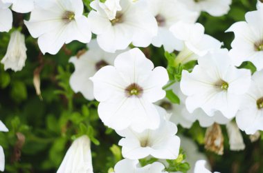 Petunya, çiçeğin birçok rengine ve şekline sahip güzel bir tropikal çiçektir.