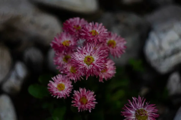 Dark pink flowers of marguerite daisy with drops on the petals in summer garden close up with selective focus on green blurred background