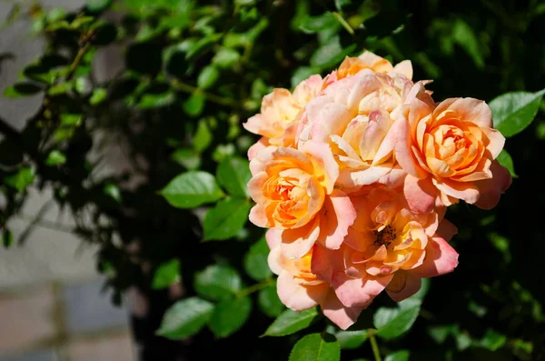Apricot Colored Rose Raindrops Garden — Stockfoto