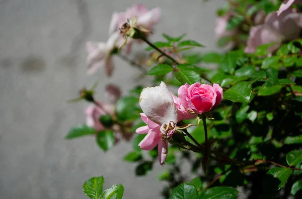 Korallenrosen Blühen Rosengarten Ansicht Von Oben Weicher Fokus — Stockfoto