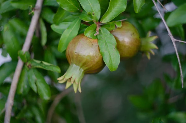 Green Pomegranate Fruits Tree Branches — Stock Photo, Image