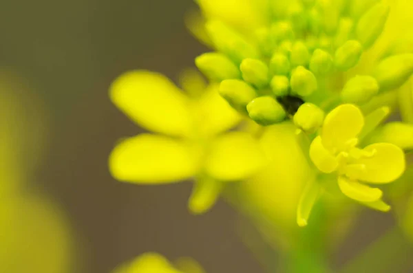 Sinapis Arvensis Detail Diplotaxis Kvetoucí Řepkový Řepkový Kanola Nebo Colza — Stock fotografie